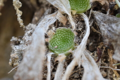 Pinguicula colimensis (Pinguicula colimensis)