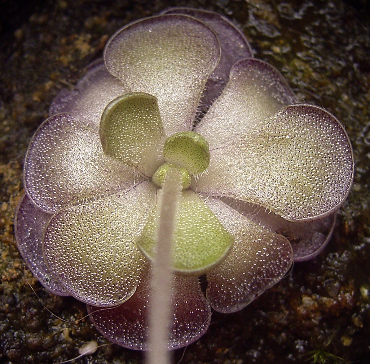 Pinguicula cyclosecta: Pinguicula cyclosecta summer rosette.jpg Author: Denis Barthel