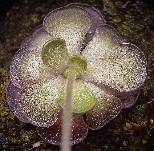 Pinguicula cyclosecta: Pinguicula cyclosecta summer rosette.jpg Author: Denis Barthel