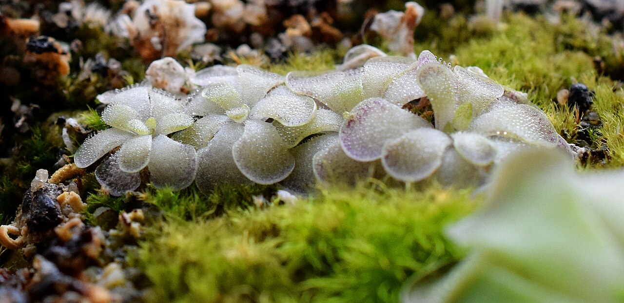 Pinguicula cyclosecta: Pinguicula cyclosecta