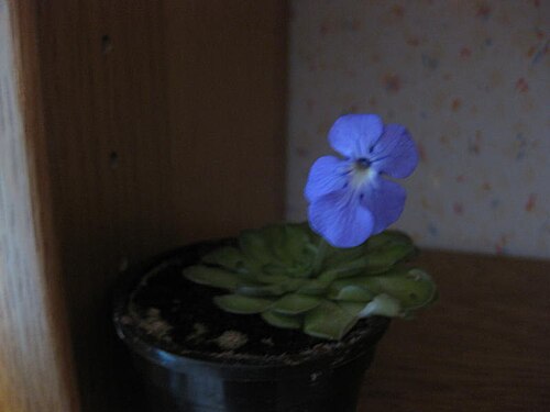 Pinguicula cyclosecta: Pinguicula cyclosecta