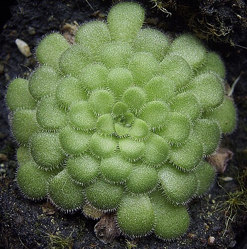 Pinguicula cyclosecta: Pinguicula cyclosecta rosette in winter