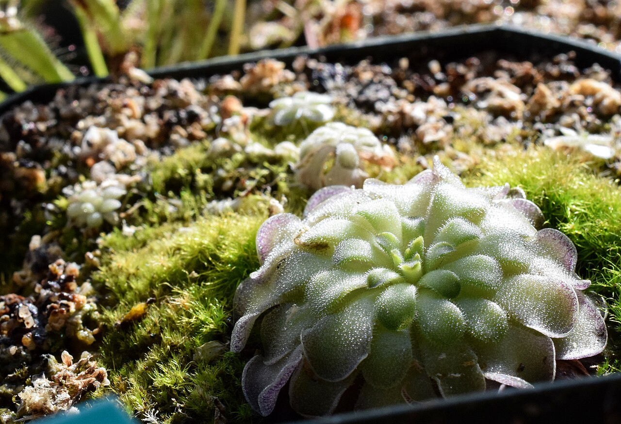 Pinguicula cyclosecta: Pinguicula cyclosecta