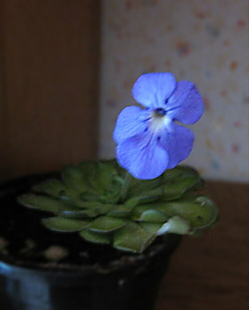 Pinguicula cyclosecta: Pinguicula cyclosecta Uploaded with Reworkhelper