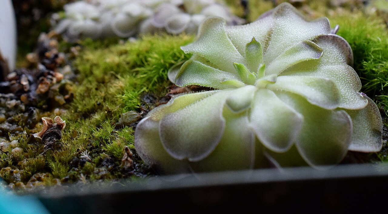 Pinguicula cyclosecta: Pinguicula cyclosecta