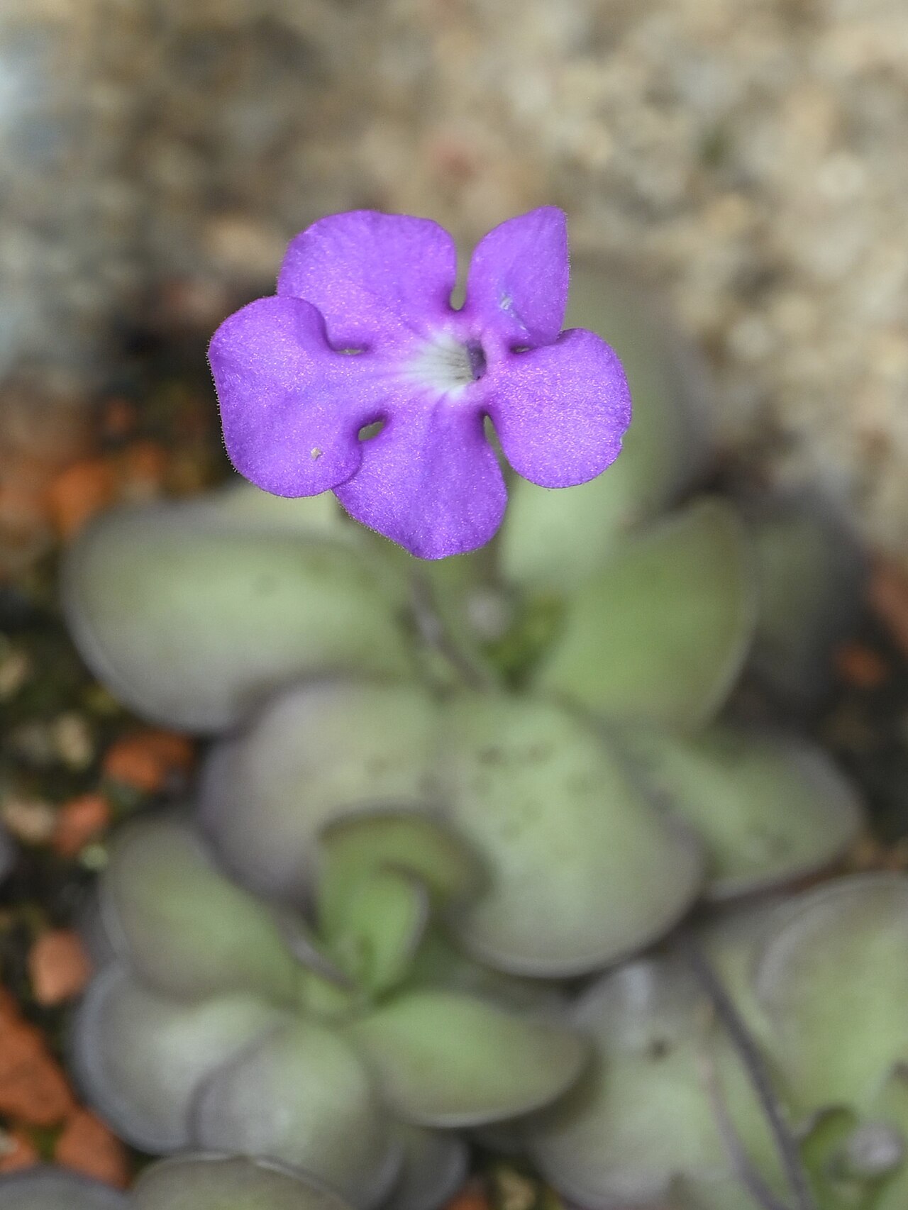 Pinguicula cyclosecta: Pinguicula cyclosecta in the Botanischer Garten, Berlin-Dahlem