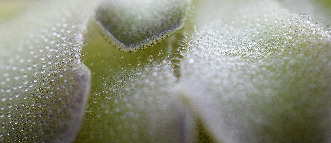 Pinguicula cyclosecta: Pinguicula cyclosecta