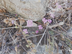 Pinguicula debbertiana (Pinguicula debbertiana)