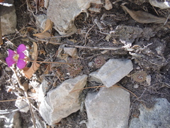 Pinguicula debbertiana (Pinguicula debbertiana)