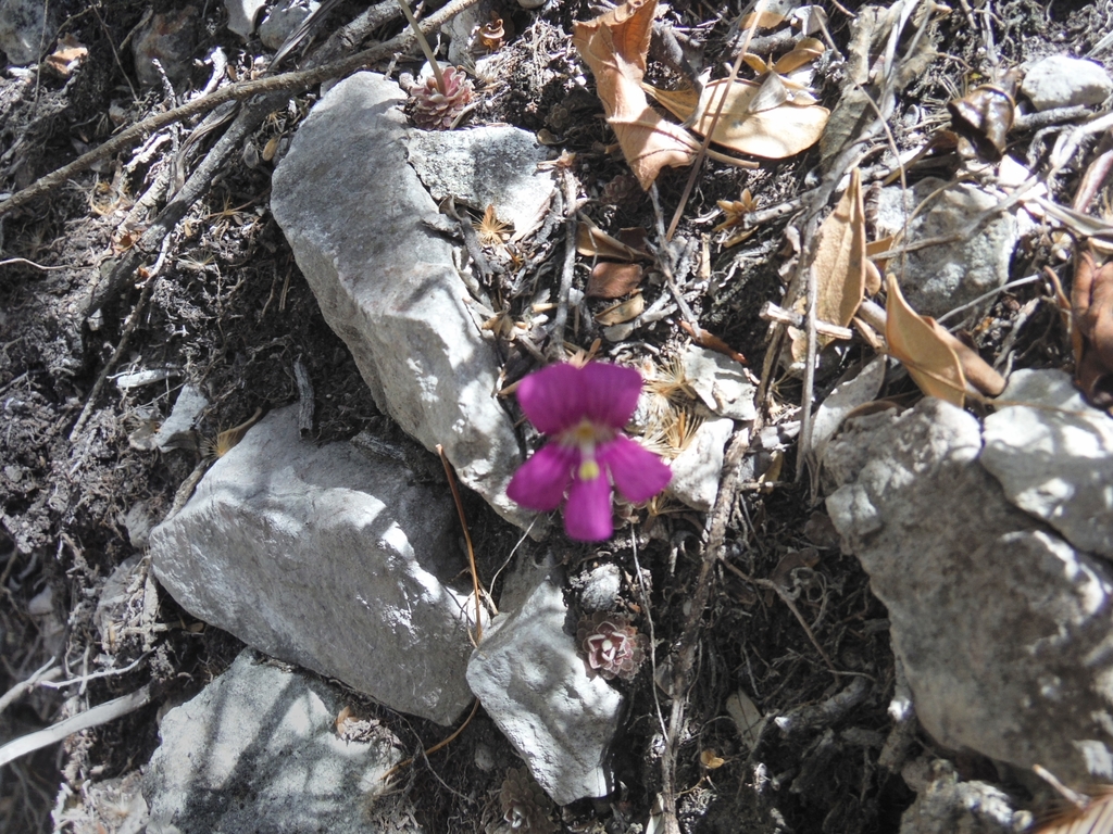Pinguicula debbertiana (Pinguicula debbertiana)