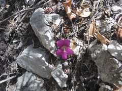 Pinguicula debbertiana (Pinguicula debbertiana)