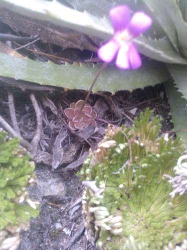 Pinguicula debbertiana (Pinguicula debbertiana)