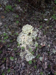Pinguicula debbertiana (Pinguicula debbertiana)