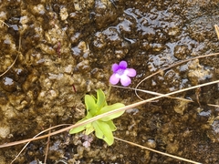 Pinguicula dertosensis (Pinguicula dertosensis)