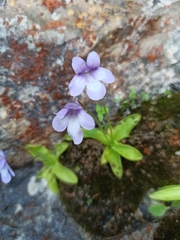 Pinguicula dertosensis (Pinguicula dertosensis)