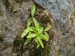 Pinguicula dertosensis (Pinguicula dertosensis)