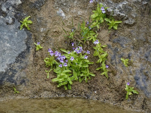 Pinguicula dertosensis (Pinguicula dertosensis)