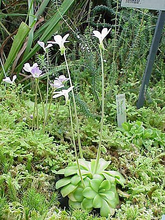 Pinguicula ehlersiae (Pinguicula ehlersiae)