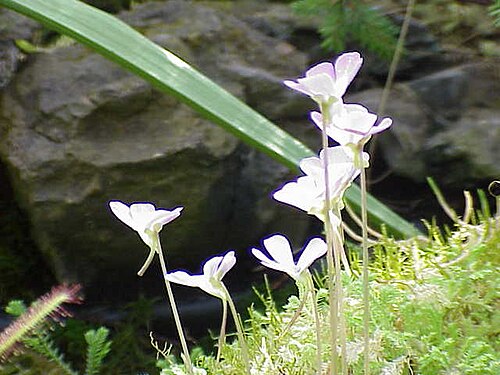 Pinguicula ehlersiae: Species : Pinguicula ehlersiae Family : Lentibulaceae Image No. 2