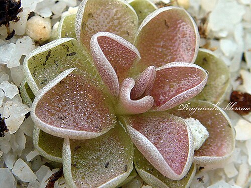 Pinguicula ehlersiae: Pinguicula ehlersiae