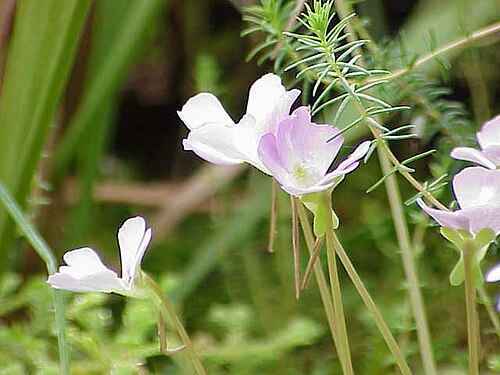 Pinguicula ehlersiae: Species : Pinguicula ehlersiae Family : Lentibulaceae Image No. 1