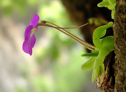 Pinguicula elizabethiae: Pinguicula elizabethiae in situ at Toliman Canyon, Hidalgo state, Mexico
