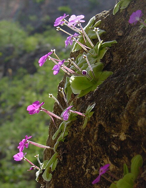 Pinguicula elizabethiae: Pinguicula elizabethiae in situ at Toliman Canyon, Hidalgo state, Mexico