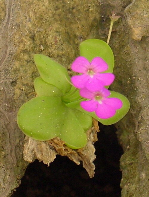 Pinguicula elizabethiae: Pinguicula elizabethiae in situ, Toliman Canyon, Hidalgo state, Mexico.