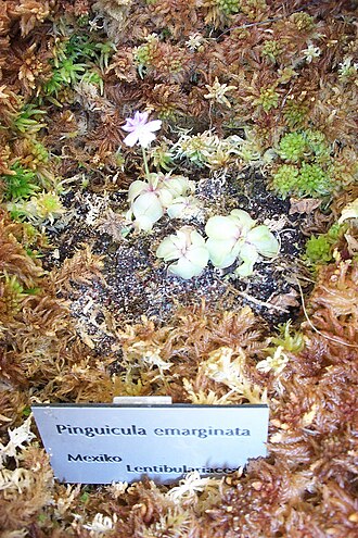 Pinguicula emarginata (Pinguicula emarginata)