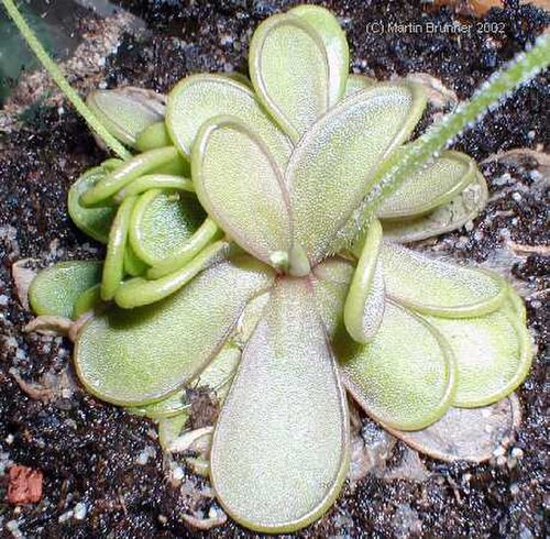 Pinguicula emarginata: Bild von Pinguicula emarginata