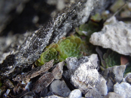 Pinguicula esseriana (Pinguicula esseriana)