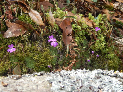Pinguicula esseriana (Pinguicula esseriana)