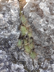 Pinguicula esseriana (Pinguicula esseriana)