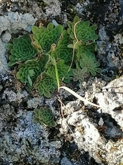 Pinguicula esseriana (Pinguicula esseriana)