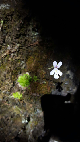 Pinguicula esseriana (Pinguicula esseriana)