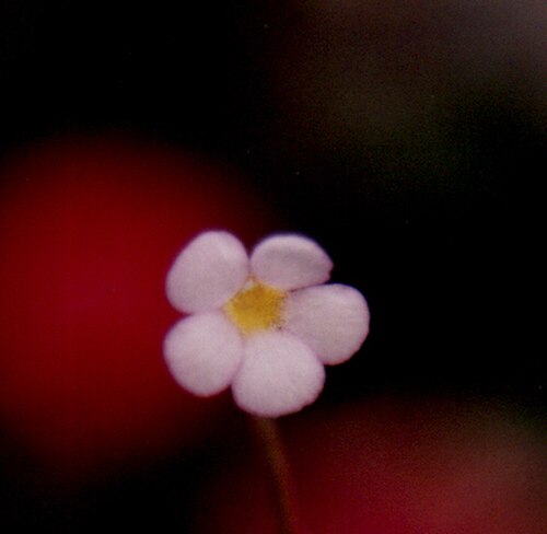 Pinguicula filifolia: Frontal view of a P. filifolia flower