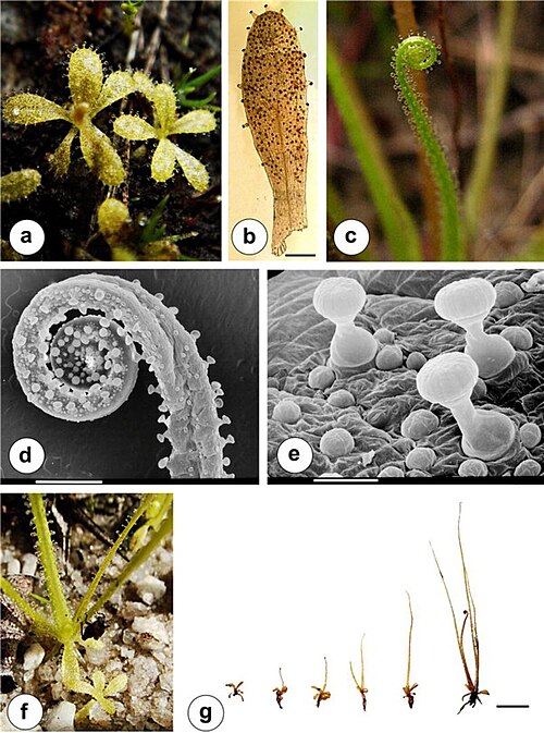 Pinguicula filifolia: Many different views and sales of P. filifoli