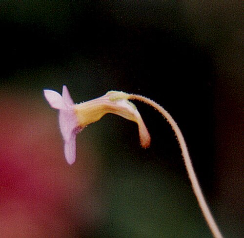 Pinguicula filifolia: side view of a P. filifolia flower