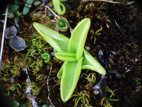 Pinguicula fiorii (Pinguicula fiorii)