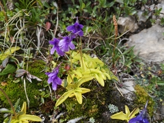 Pinguicula fiorii (Pinguicula fiorii)