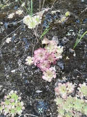Pinguicula gracilis (Pinguicula gracilis)