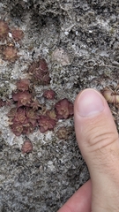 Pinguicula gracilis (Pinguicula gracilis)
