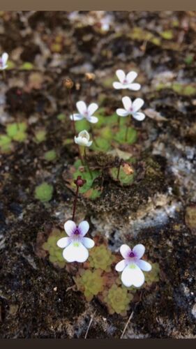 Pinguicula gracilis (Pinguicula gracilis)