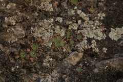 Pinguicula gracilis (Pinguicula gracilis)