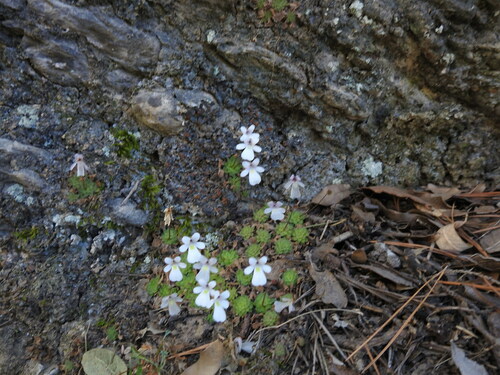 Pinguicula gracilis (Pinguicula gracilis)