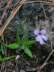 Pinguicula heterophylla (Pinguicula heterophylla)