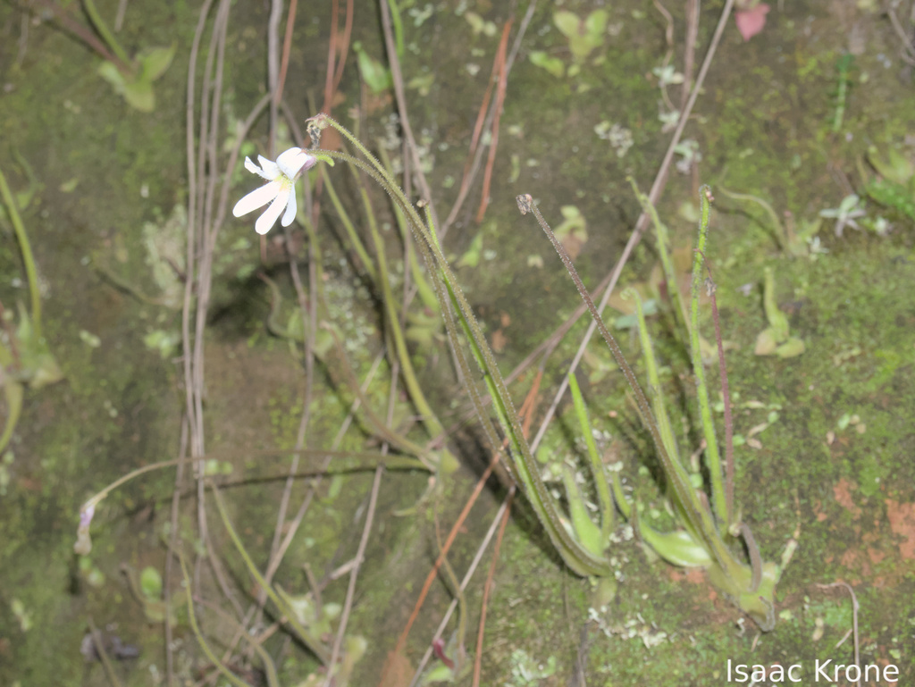 Pinguicula heterophylla (Pinguicula heterophylla)