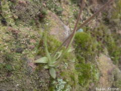 Pinguicula heterophylla (Pinguicula heterophylla)