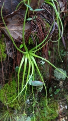 Pinguicula heterophylla (Pinguicula heterophylla)
