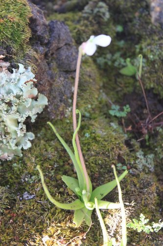 Pinguicula heterophylla (Pinguicula heterophylla)